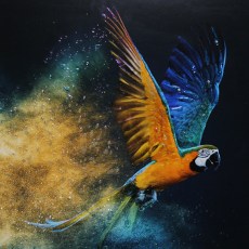 Flying Colours II Framed Print 2